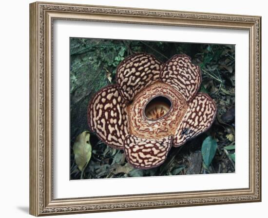 Close-up of the Rafflesia, the World's Largest Flowering Plant, Borneo, Asia-James Gritz-Framed Photographic Print