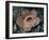 Close-up of the Rafflesia, the World's Largest Flowering Plant, Borneo, Asia-James Gritz-Framed Photographic Print