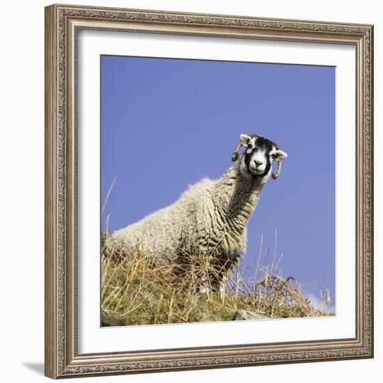 Close Up of the Traditional Black Faced Swaledale Sheep Found Throughout the Yorkshire Dales-John Woodworth-Framed Photographic Print