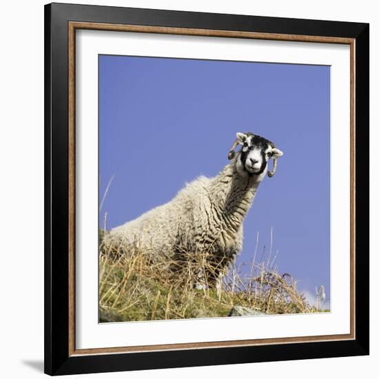 Close Up of the Traditional Black Faced Swaledale Sheep Found Throughout the Yorkshire Dales-John Woodworth-Framed Photographic Print