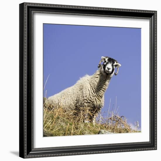 Close Up of the Traditional Black Faced Swaledale Sheep Found Throughout the Yorkshire Dales-John Woodworth-Framed Photographic Print