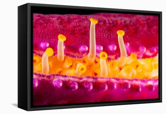 Close up of the tube feet of a Purple velvet seastar, Hawaii-David Fleetham-Framed Premier Image Canvas