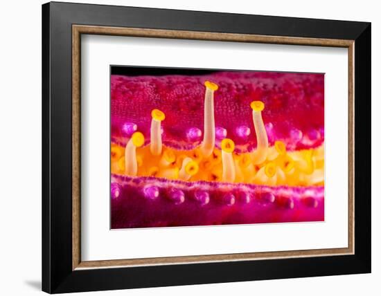 Close up of the tube feet of a Purple velvet seastar, Hawaii-David Fleetham-Framed Photographic Print