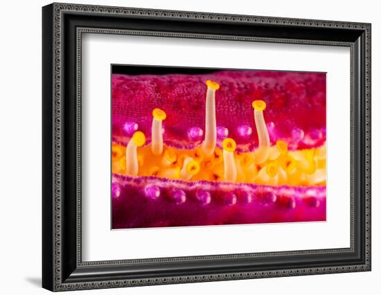 Close up of the tube feet of a Purple velvet seastar, Hawaii-David Fleetham-Framed Photographic Print