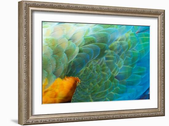 Close Up of the Wing and Feathers of a Beautiful Wild Harlequin Macaw-Alex Saberi-Framed Photographic Print