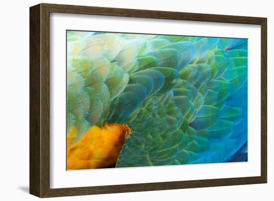 Close Up of the Wing and Feathers of a Beautiful Wild Harlequin Macaw-Alex Saberi-Framed Photographic Print