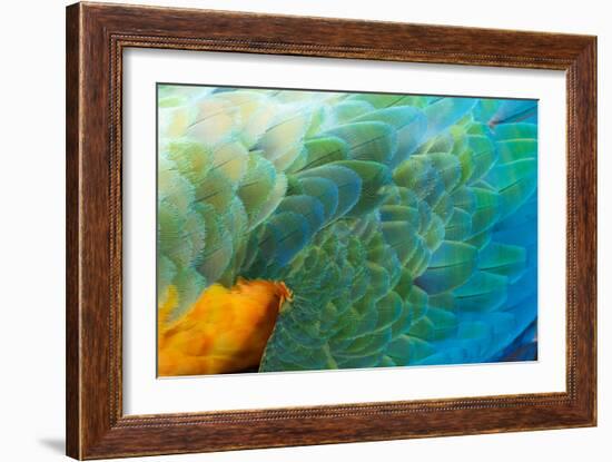 Close Up of the Wing and Feathers of a Beautiful Wild Harlequin Macaw-Alex Saberi-Framed Photographic Print