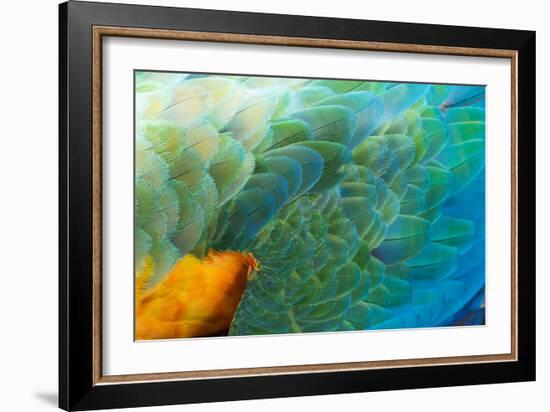 Close Up of the Wing and Feathers of a Beautiful Wild Harlequin Macaw-Alex Saberi-Framed Photographic Print