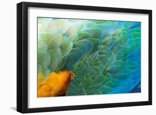 Close Up of the Wing and Feathers of a Beautiful Wild Harlequin Macaw-Alex Saberi-Framed Photographic Print