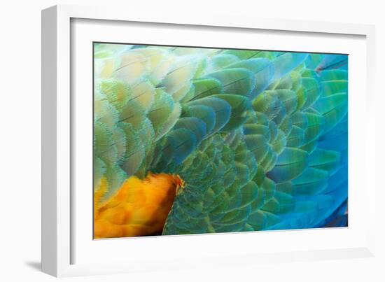 Close Up of the Wing and Feathers of a Beautiful Wild Harlequin Macaw-Alex Saberi-Framed Photographic Print