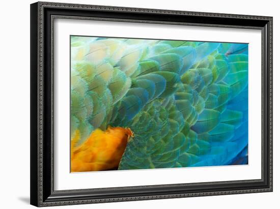 Close Up of the Wing and Feathers of a Beautiful Wild Harlequin Macaw-Alex Saberi-Framed Photographic Print