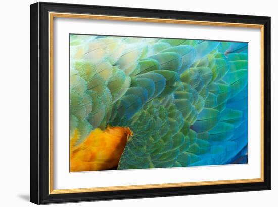 Close Up of the Wing and Feathers of a Beautiful Wild Harlequin Macaw-Alex Saberi-Framed Photographic Print