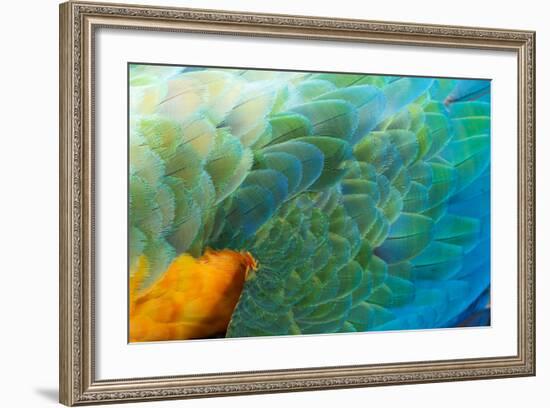 Close Up of the Wing and Feathers of a Beautiful Wild Harlequin Macaw-Alex Saberi-Framed Photographic Print