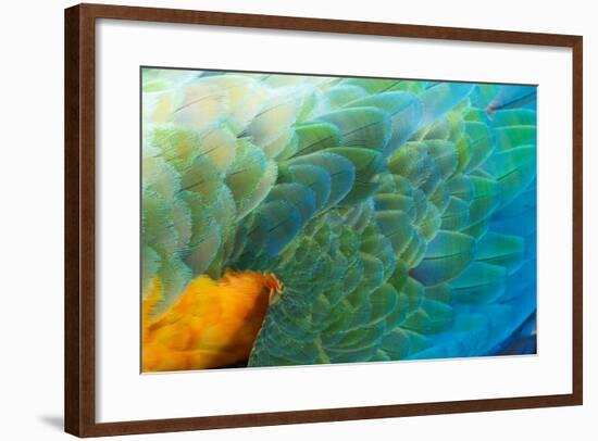 Close Up of the Wing and Feathers of a Beautiful Wild Harlequin Macaw-Alex Saberi-Framed Photographic Print