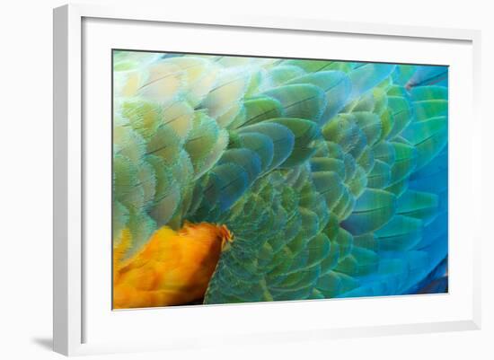 Close Up of the Wing and Feathers of a Beautiful Wild Harlequin Macaw-Alex Saberi-Framed Photographic Print