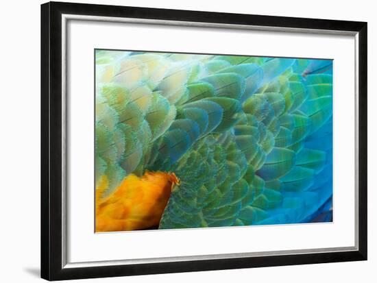 Close Up of the Wing and Feathers of a Beautiful Wild Harlequin Macaw-Alex Saberi-Framed Photographic Print