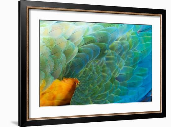 Close Up of the Wing and Feathers of a Beautiful Wild Harlequin Macaw-Alex Saberi-Framed Photographic Print