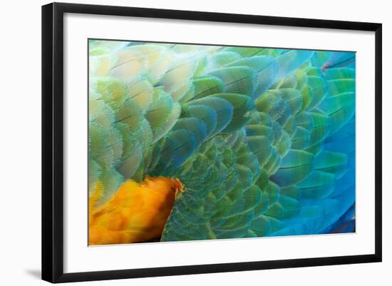 Close Up of the Wing and Feathers of a Beautiful Wild Harlequin Macaw-Alex Saberi-Framed Photographic Print