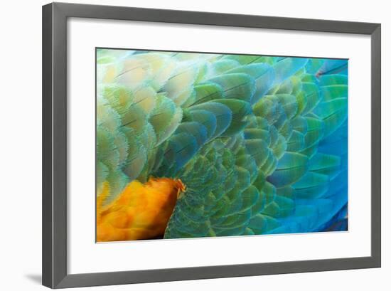 Close Up of the Wing and Feathers of a Beautiful Wild Harlequin Macaw-Alex Saberi-Framed Photographic Print