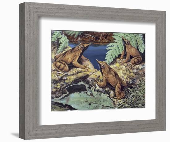 Close-Up of Three Darwin's Frogs in the Forest (Rhinoderma Darwinii)-null-Framed Giclee Print