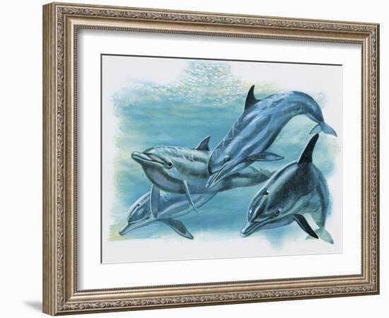 Close-Up of Three Dolphins (Delphinus Delphis)-null-Framed Giclee Print