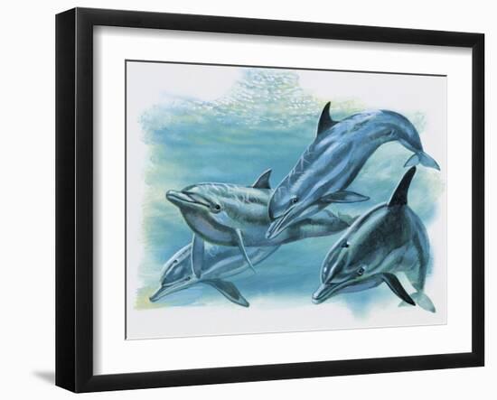 Close-Up of Three Dolphins (Delphinus Delphis)-null-Framed Giclee Print