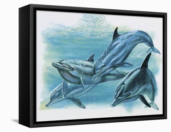 Close-Up of Three Dolphins (Delphinus Delphis)-null-Framed Premier Image Canvas
