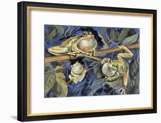 Close-Up of Three European Tree Frogs on a Tree (Hyla Arborea)-null-Framed Giclee Print