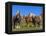 Close-up of three horses, Basque mountains, Spain-Panoramic Images-Framed Premier Image Canvas