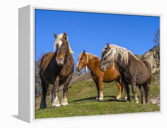 Close-up of three horses, Basque mountains, Spain-Panoramic Images-Framed Premier Image Canvas