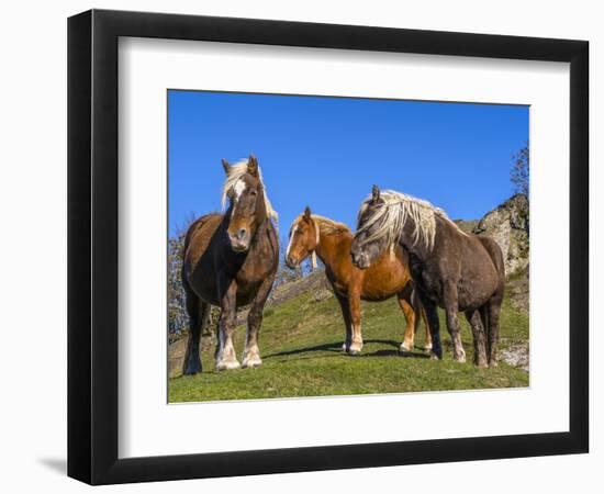 Close-up of three horses, Basque mountains, Spain-Panoramic Images-Framed Photographic Print