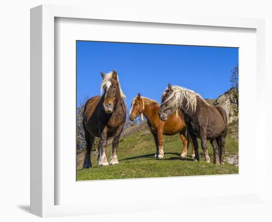 Close-up of three horses, Basque mountains, Spain-Panoramic Images-Framed Photographic Print