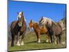 Close-up of three horses, Basque mountains, Spain-Panoramic Images-Mounted Photographic Print
