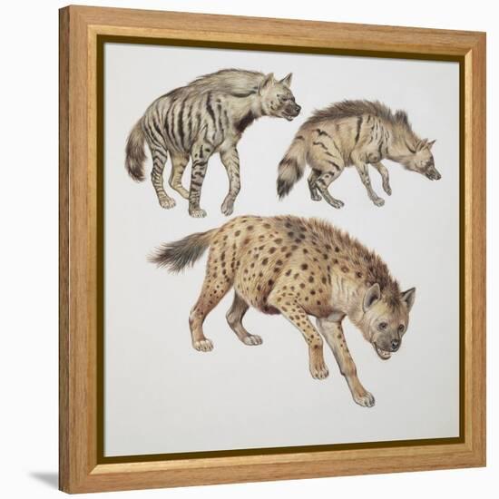 Close-Up of Three Hyena Dogs-null-Framed Premier Image Canvas