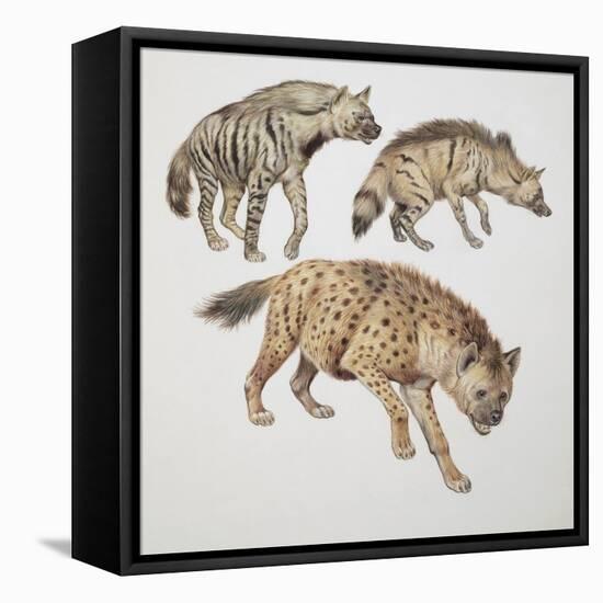 Close-Up of Three Hyena Dogs-null-Framed Premier Image Canvas