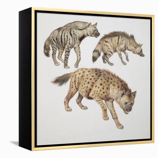 Close-Up of Three Hyena Dogs-null-Framed Premier Image Canvas