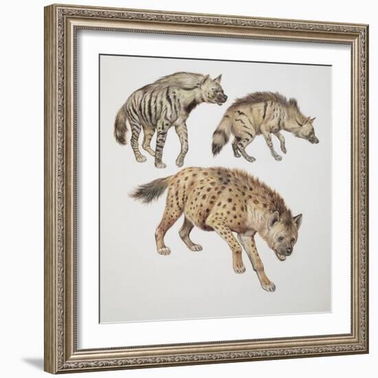 Close-Up of Three Hyena Dogs-null-Framed Giclee Print