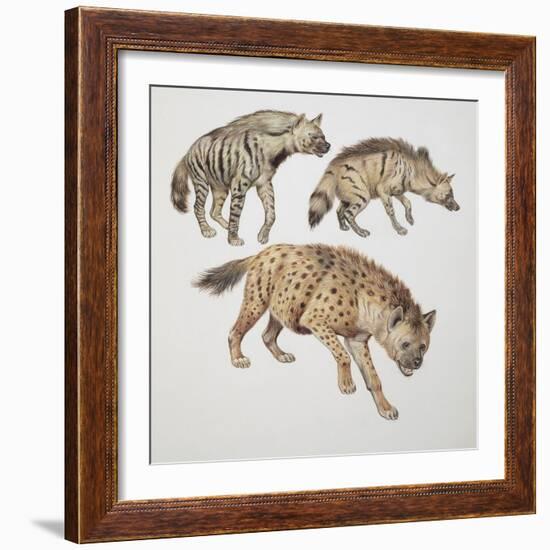 Close-Up of Three Hyena Dogs-null-Framed Giclee Print