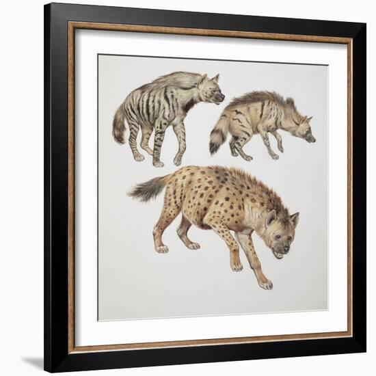 Close-Up of Three Hyena Dogs-null-Framed Giclee Print