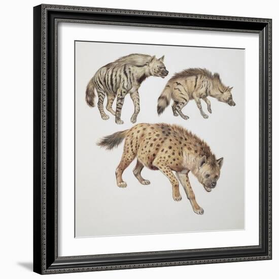 Close-Up of Three Hyena Dogs-null-Framed Giclee Print