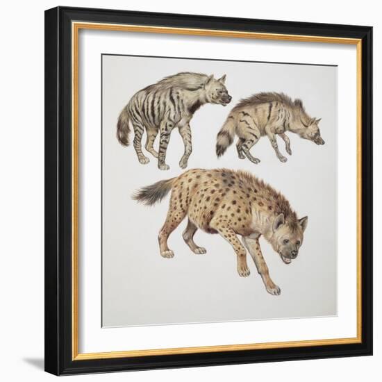 Close-Up of Three Hyena Dogs-null-Framed Giclee Print