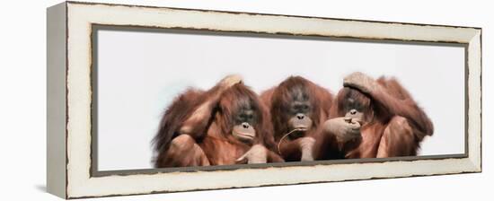 Close-Up of Three Orangutans-null-Framed Premier Image Canvas