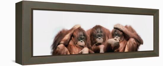 Close-Up of Three Orangutans-null-Framed Premier Image Canvas