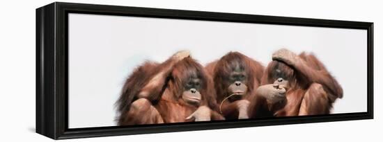 Close-Up of Three Orangutans-null-Framed Premier Image Canvas