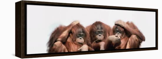 Close-Up of Three Orangutans-null-Framed Premier Image Canvas