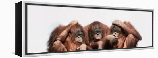 Close-Up of Three Orangutans-null-Framed Premier Image Canvas
