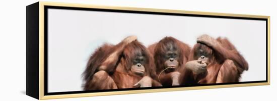 Close-Up of Three Orangutans-null-Framed Premier Image Canvas