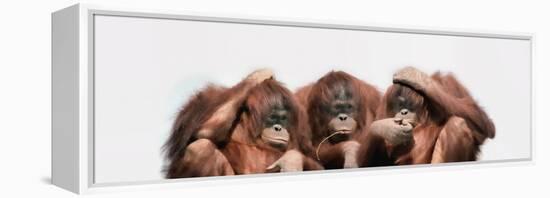 Close-Up of Three Orangutans-null-Framed Premier Image Canvas