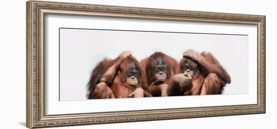 Close-Up of Three Orangutans-null-Framed Photographic Print