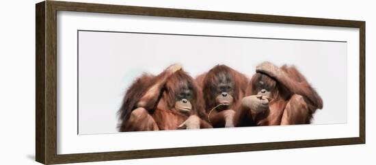 Close-Up of Three Orangutans-null-Framed Photographic Print